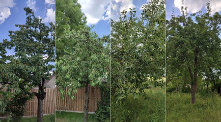 Obstbäume im Garten